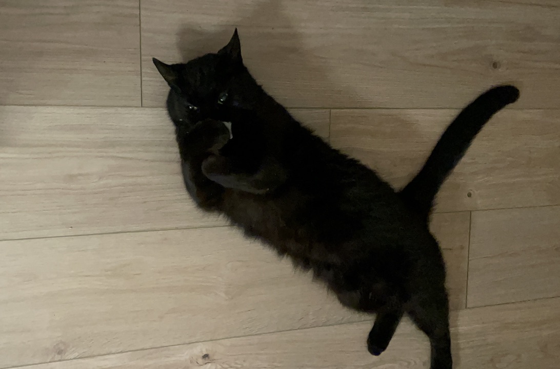 Black cat holding a toy to her mouth with her paws