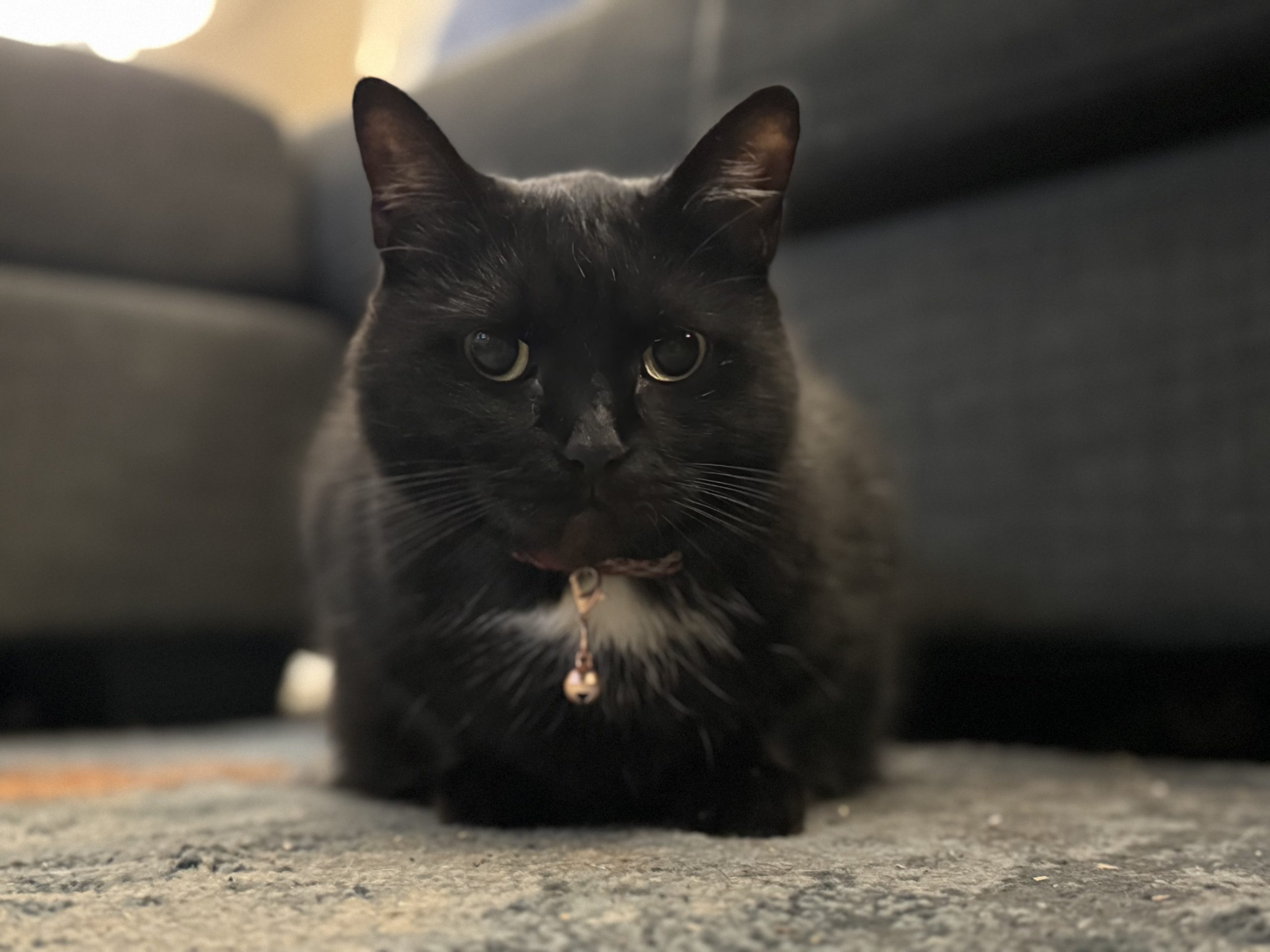 Black cat with a small white patch on her chest, sitting on a rug and wearing a pink collar with a bell.