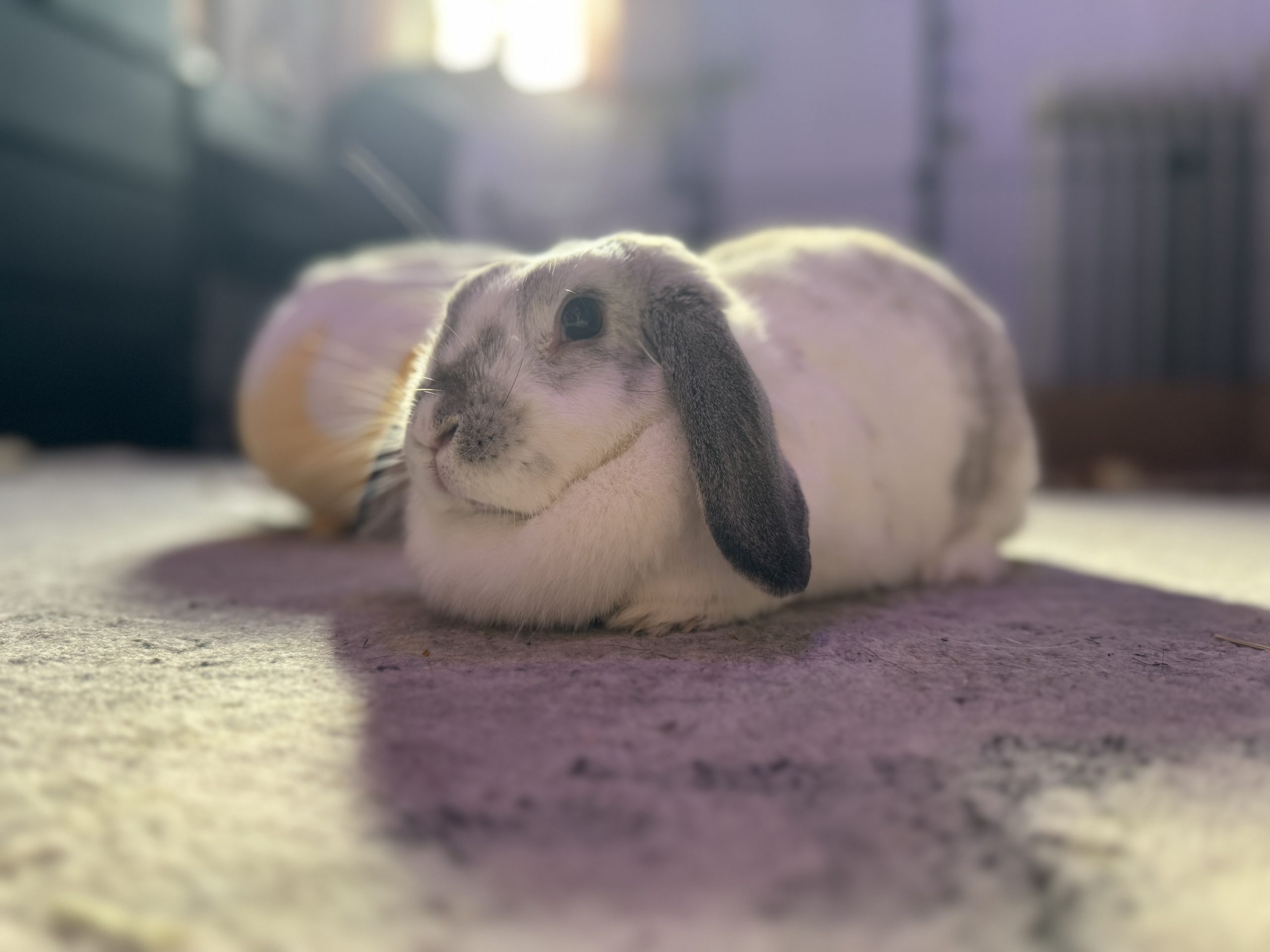 Free roaming rabbit named Robbie sitting in soft sunshine, curious and relaxed