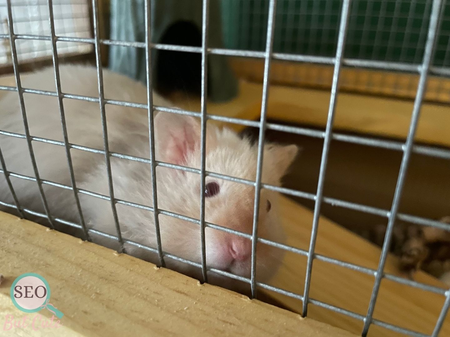 Syrian hamster resting in custom built enclosure as part of a safe multi pet household.