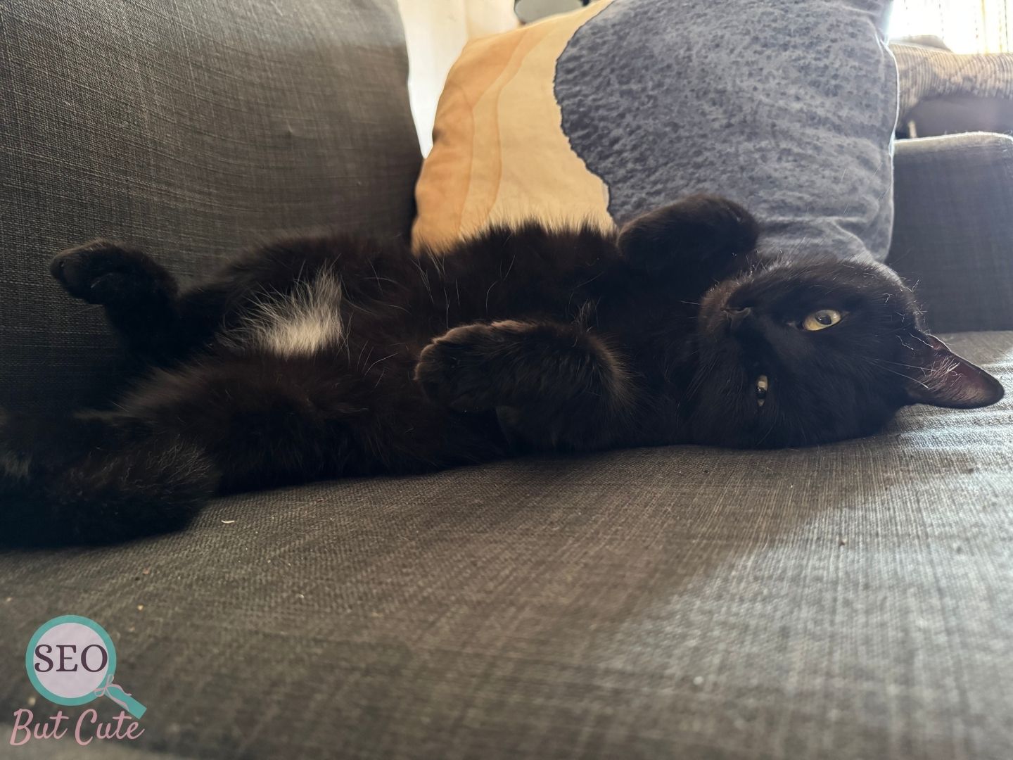 Black cat lounging belly-up on grey couch in a pet friendly home office.
