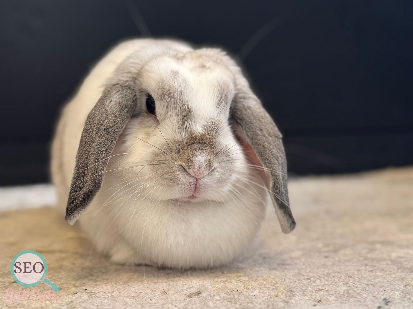 Free roaming rabbit sitting calmly on rug in cozy home.
